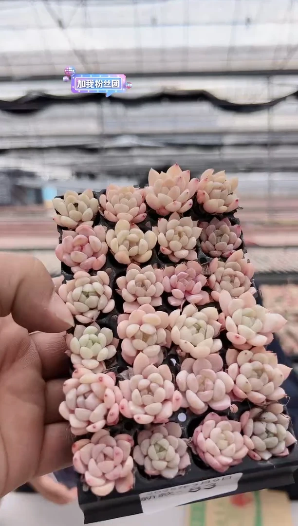 【闪购商品】新款多肉-83