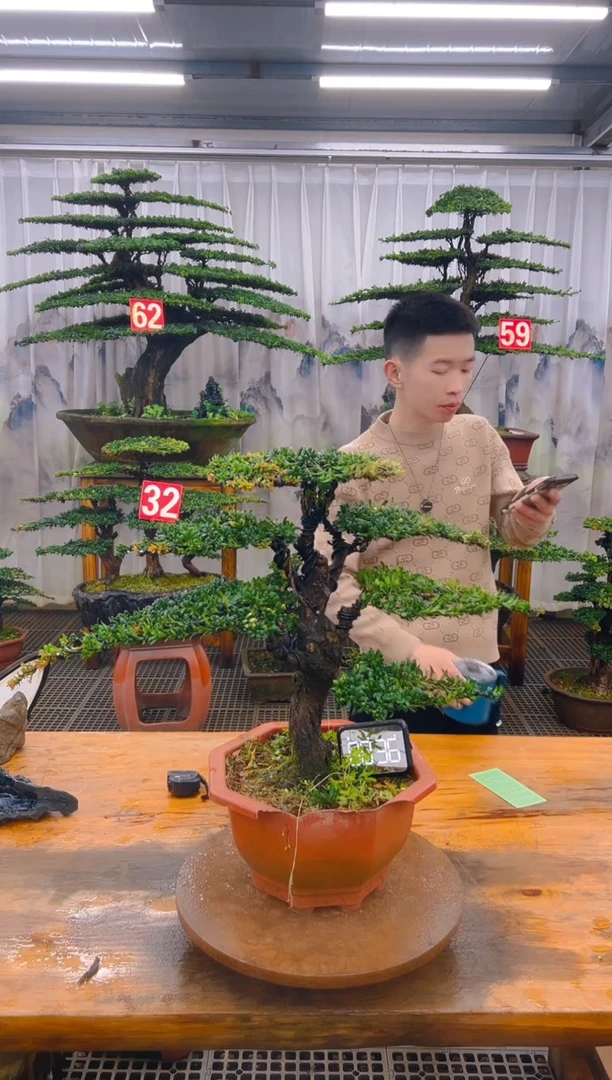 无花朵四**水精品盆景直播间一物一拍