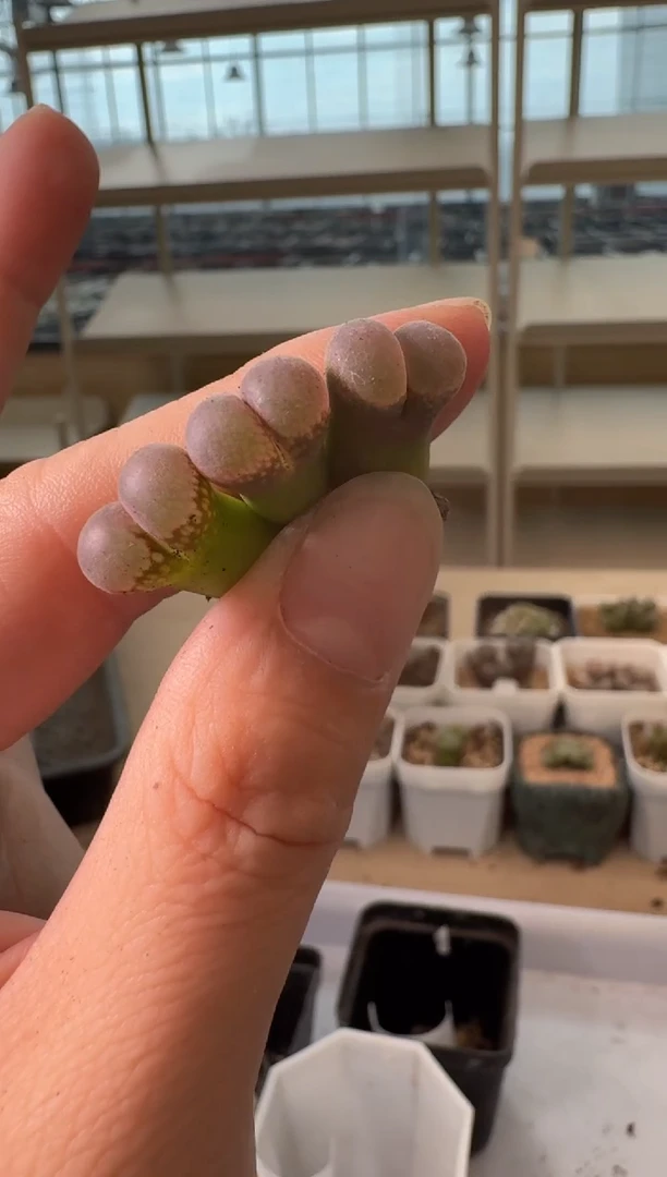 芝*24-157多肉植物肉锥