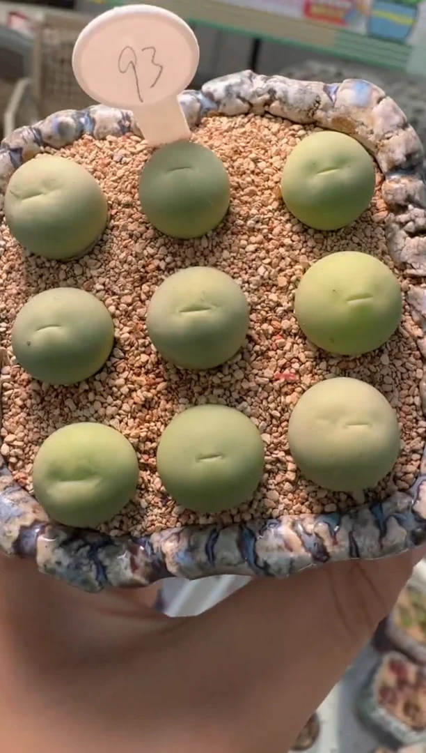 93多肉植物肉锥鸽子蛋一颗