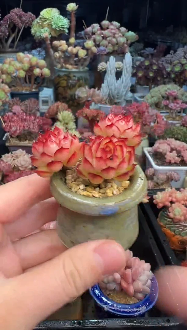 【闪购商品】872不带盆