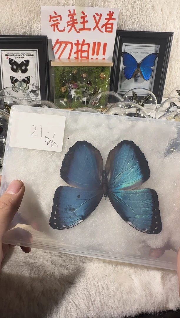 木瑕疵压面蓓蕾21号