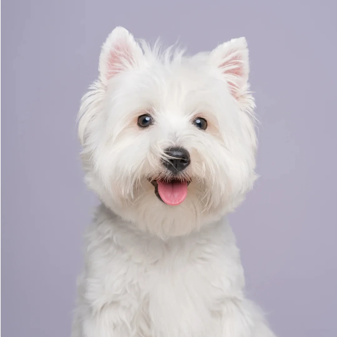 (非全款) 西高地专属宠物犬-门店自提预约链接