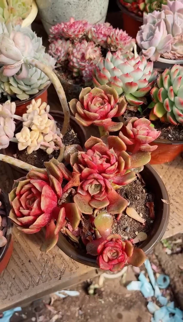 【闪购商品】02612