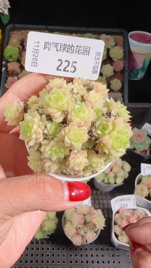 1120-225群生不包整