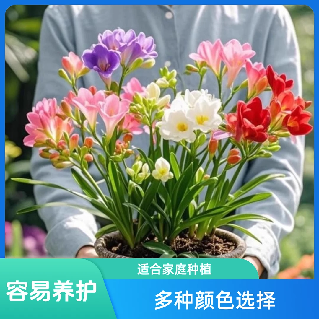 香雪兰盆栽混色盆栽小苍兰带芽带花苞球根植物四季开花重瓣鲜花