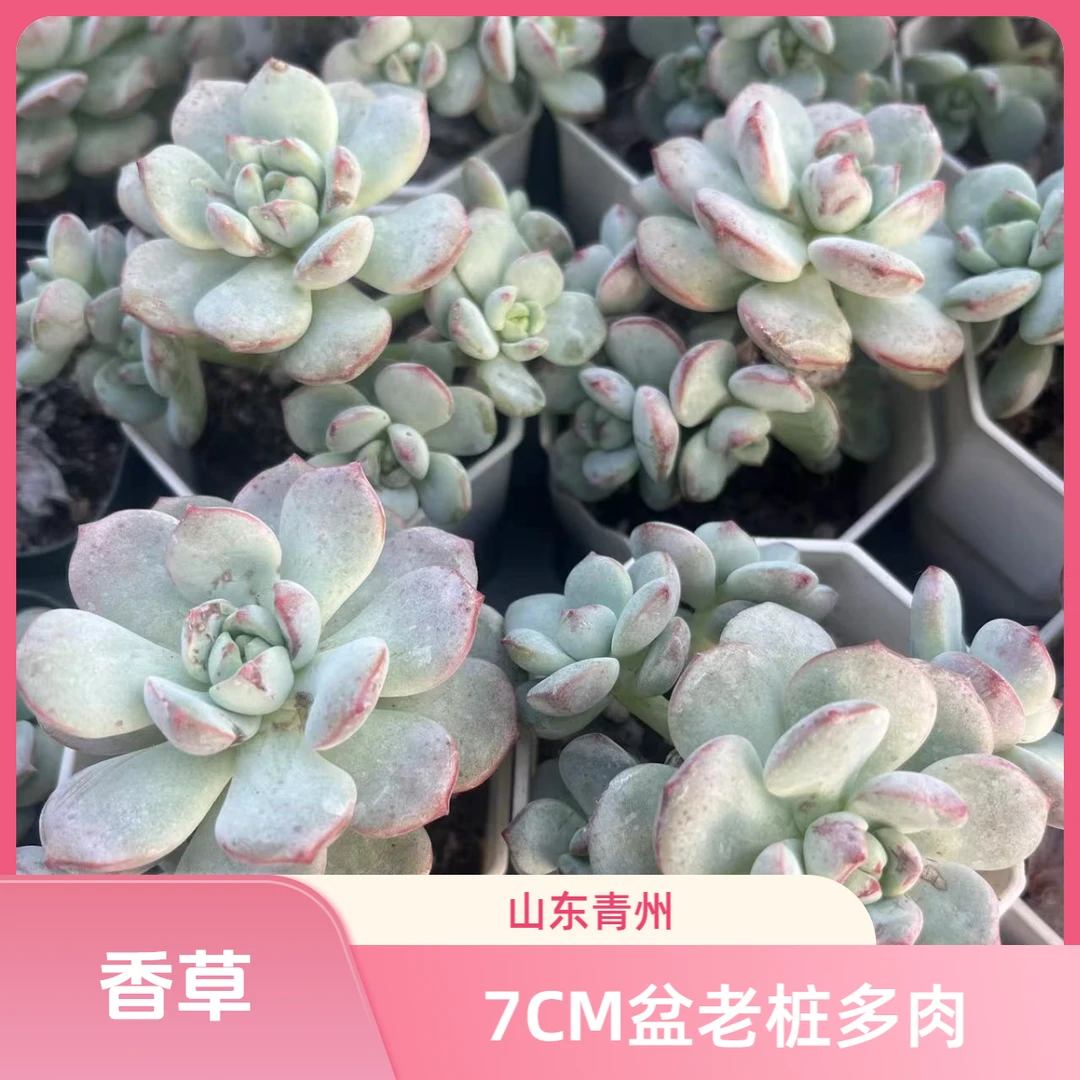 香草7厘米盆老桩多肉