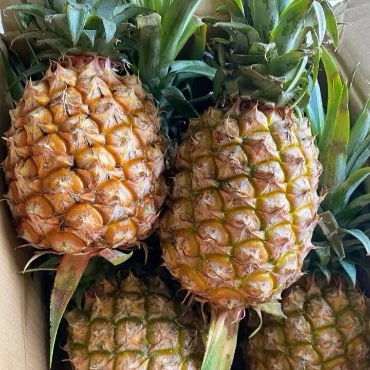 菠萝 新鲜巨甜菠萝【1.5kg左右/个】