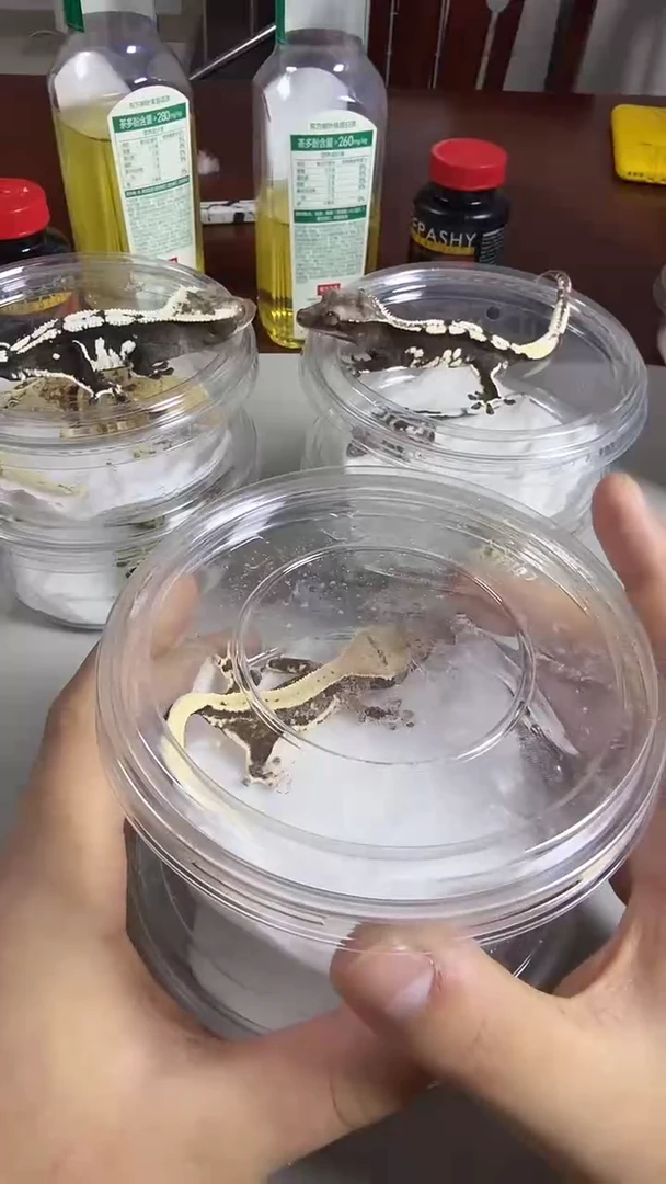 睫角守宫捷角守宫莉莉白