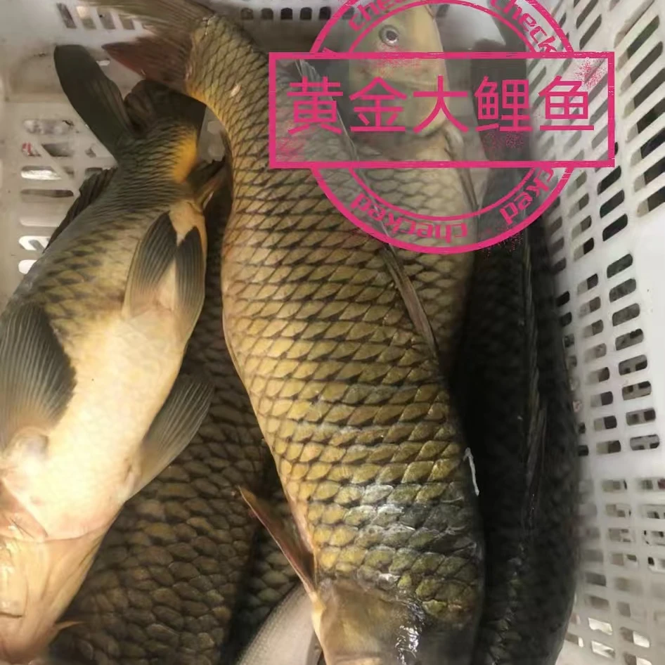 密云水库鱼 水库鲤鱼 新鲜捕捞发货 密云特产 肉质细嫩新鲜包邮鲤鱼
