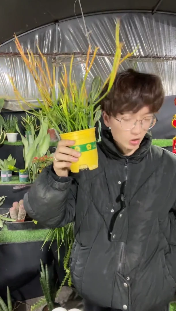 【闪购商品】红珊瑚带盆土12.8