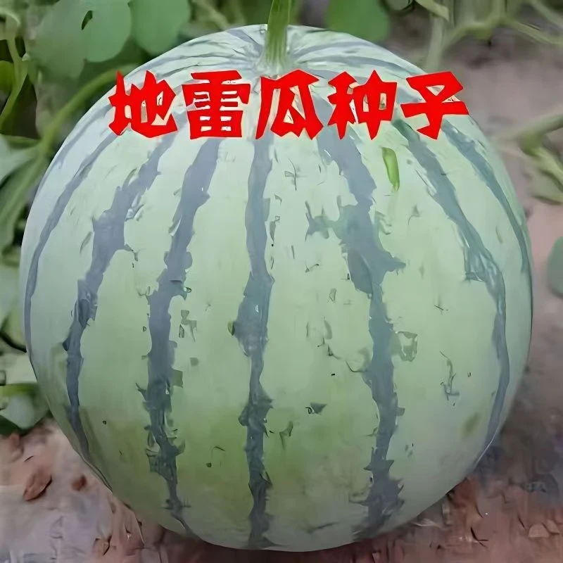 49【全店满6包包邮】地雷西瓜种子
