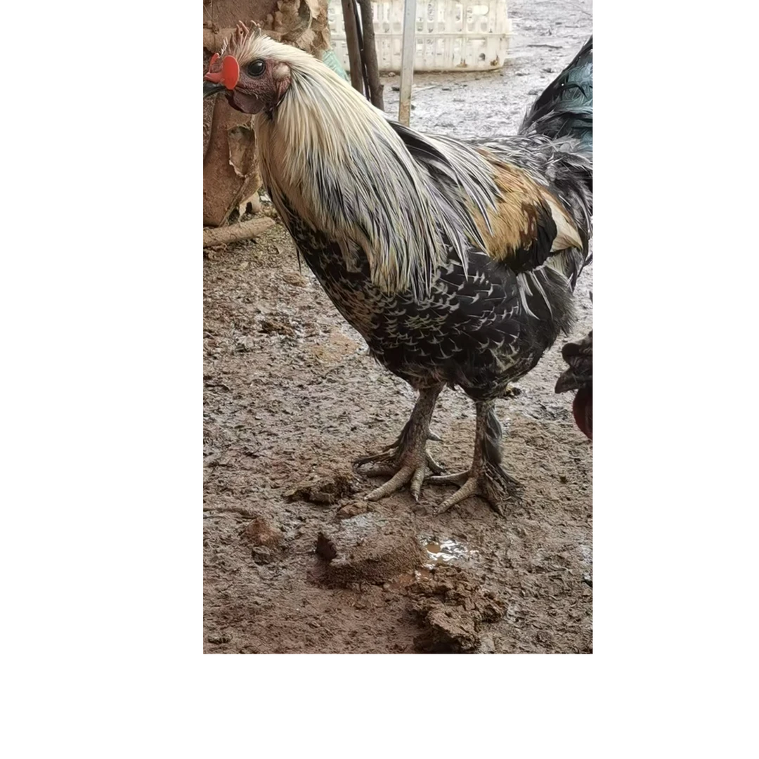 小美家农村散养土鸡现称4到6斤 先称杀好发货