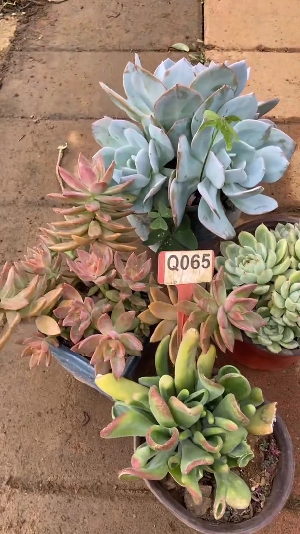 Q065多肉组合默认脱土发货