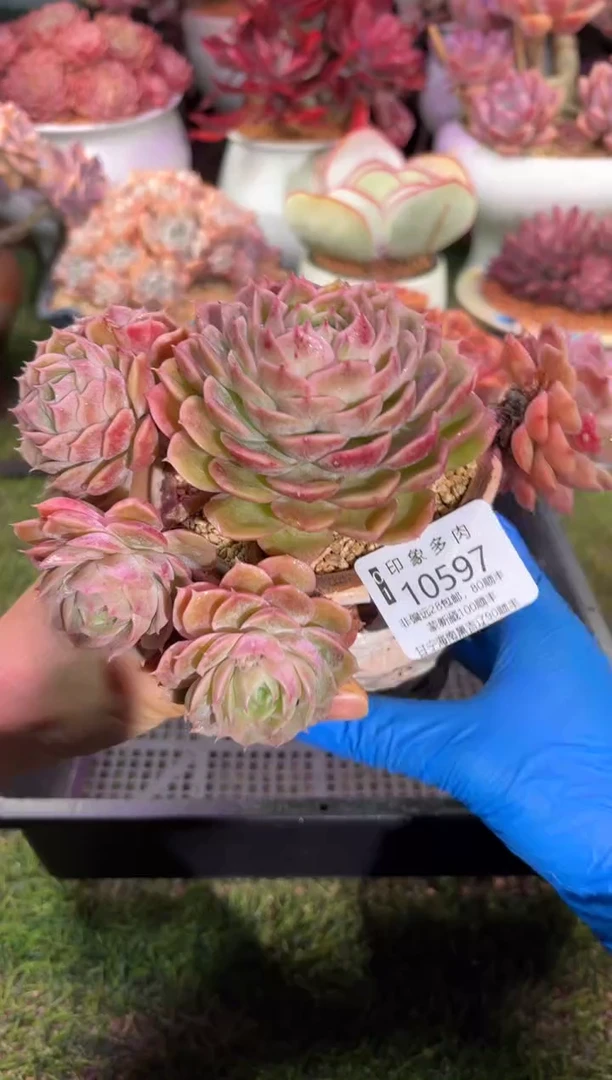 【闪购商品】10597