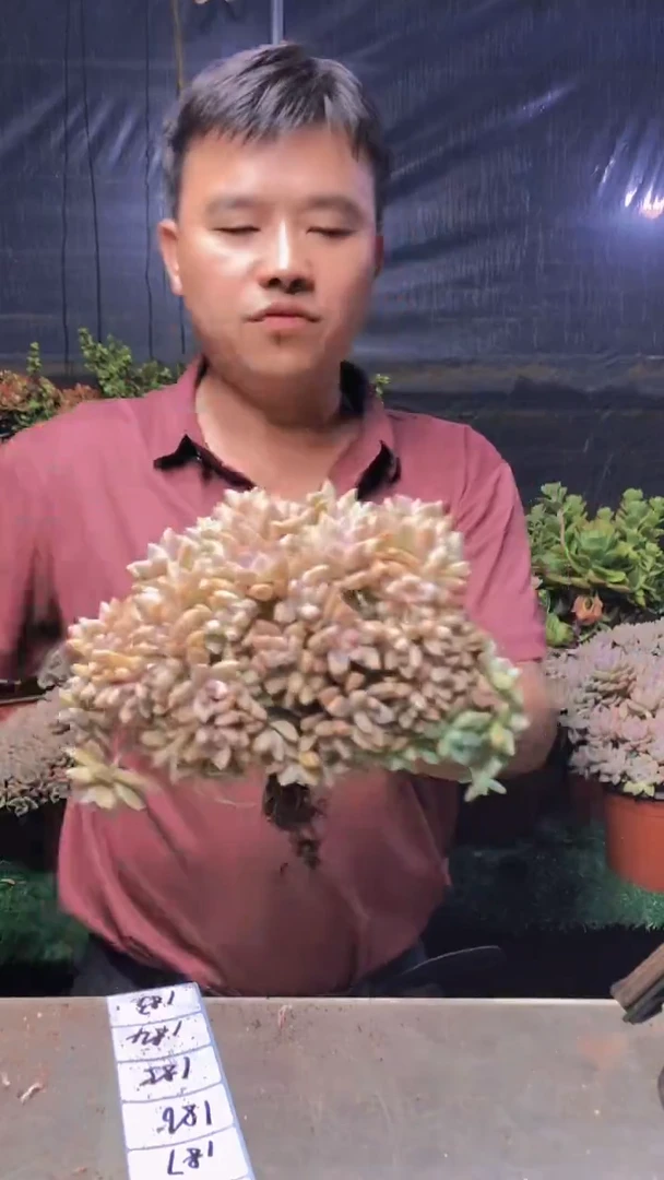183淡雪缀化一物一拍