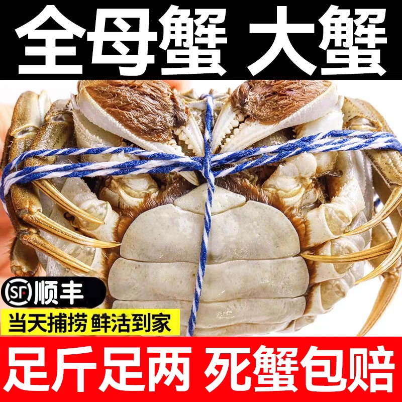 【纯母活蟹】（2.9-3.1两/只）*6/8/10送2只母蟹河蟹活螃蟹顺丰冷链海鲜