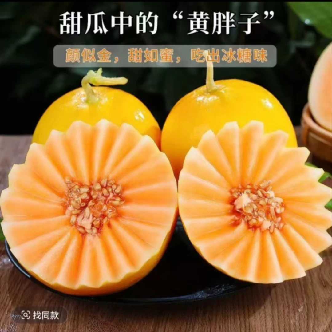 甘肃民勤蜜瓜   金红宝  产地直发 现摘现发（普通快递）