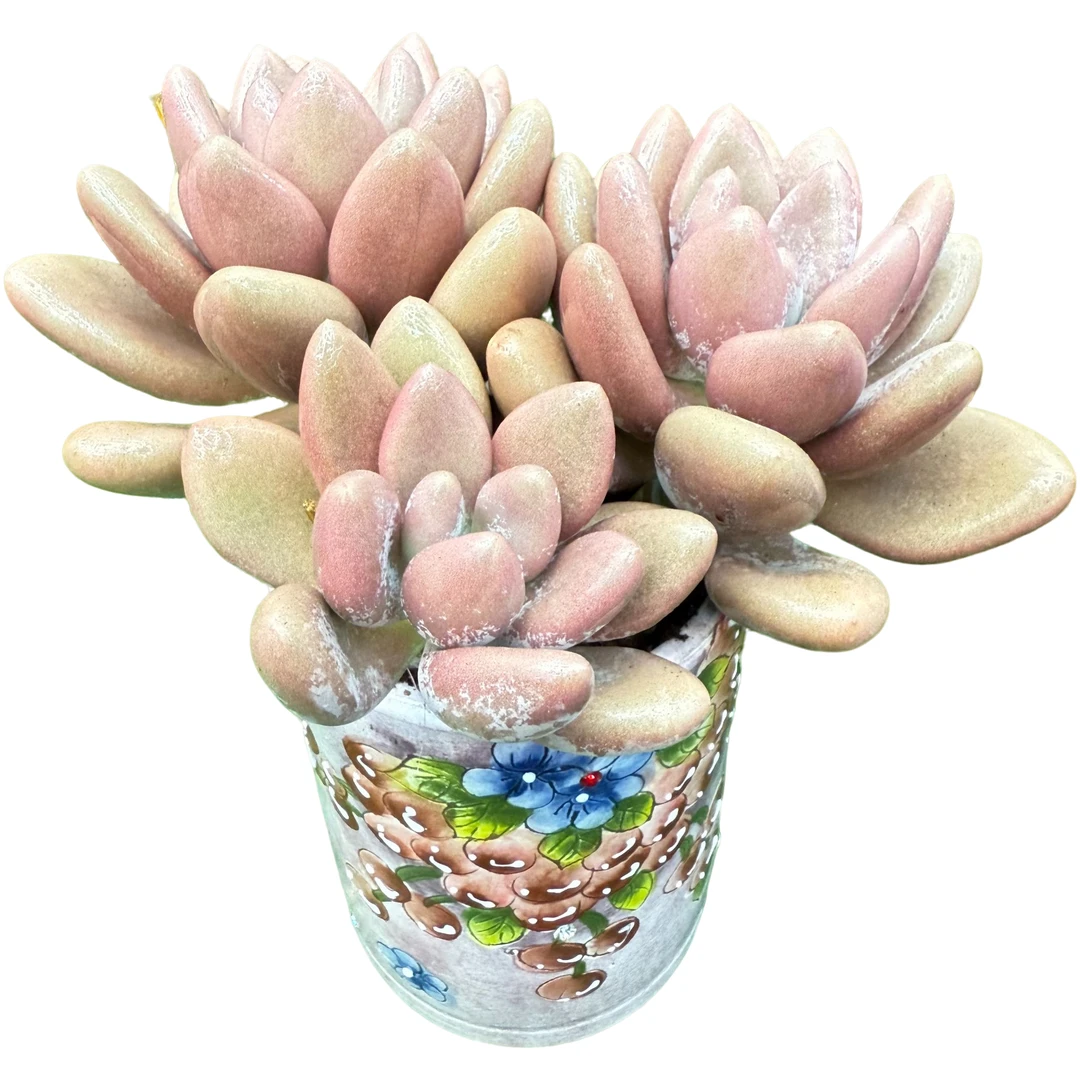 云南多肉木草一物一拍精品好货1号