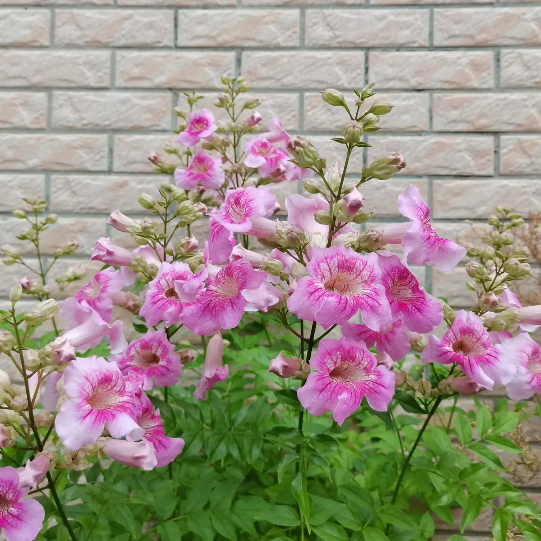 【凌霄花】盆栽耐热耐寒适合庭院阳台新手易养护