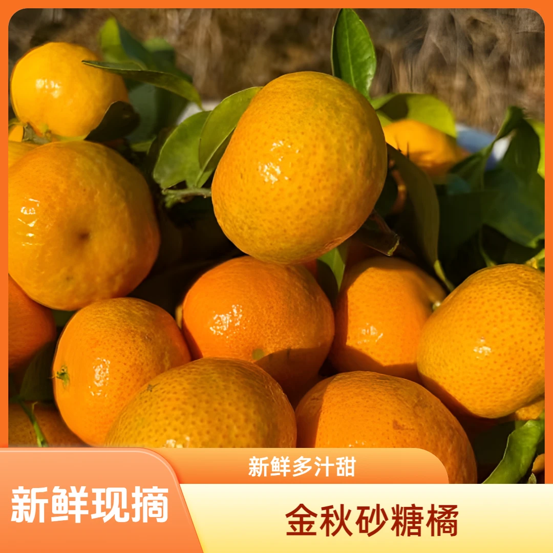 四川金秋砂糖橘甜蜜多汁现摘现发带箱5-8斤装