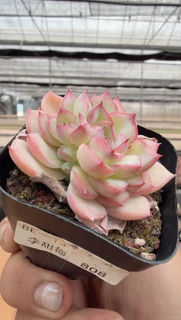 东云多肉园二店-255