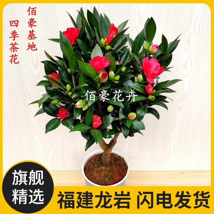 佰豪四季茶花盆栽开不断重瓣盆栽室内茶花阳台花卉庭院绿植山茶花
