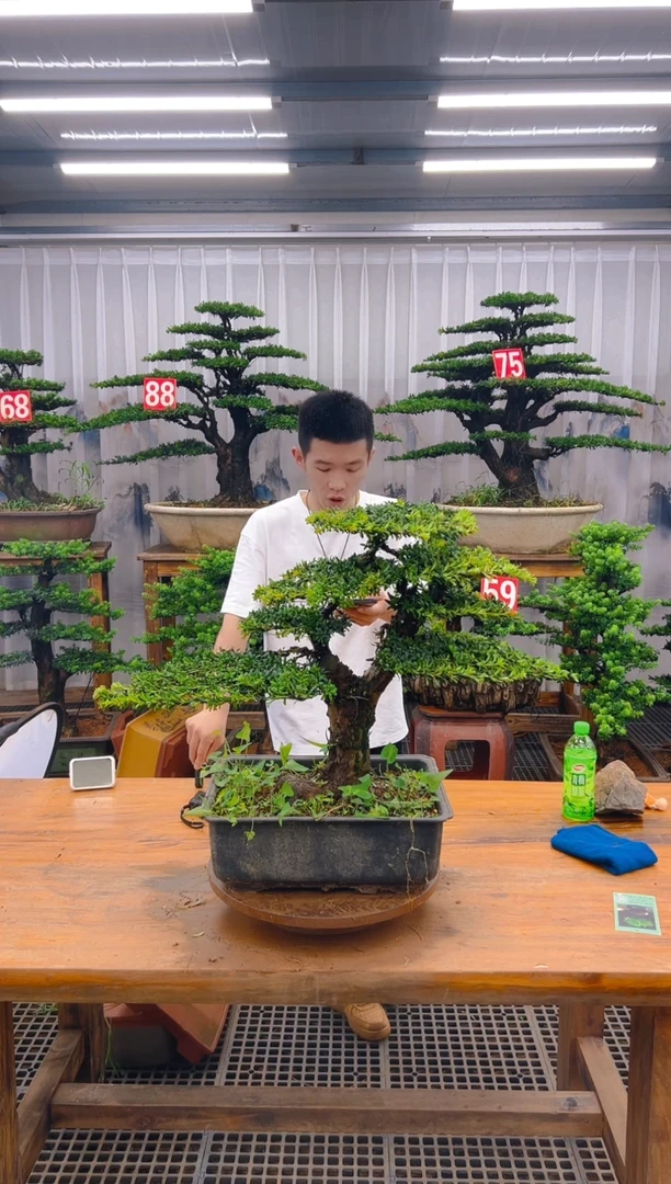 无花朵好****方精品盆景直播间一物一拍