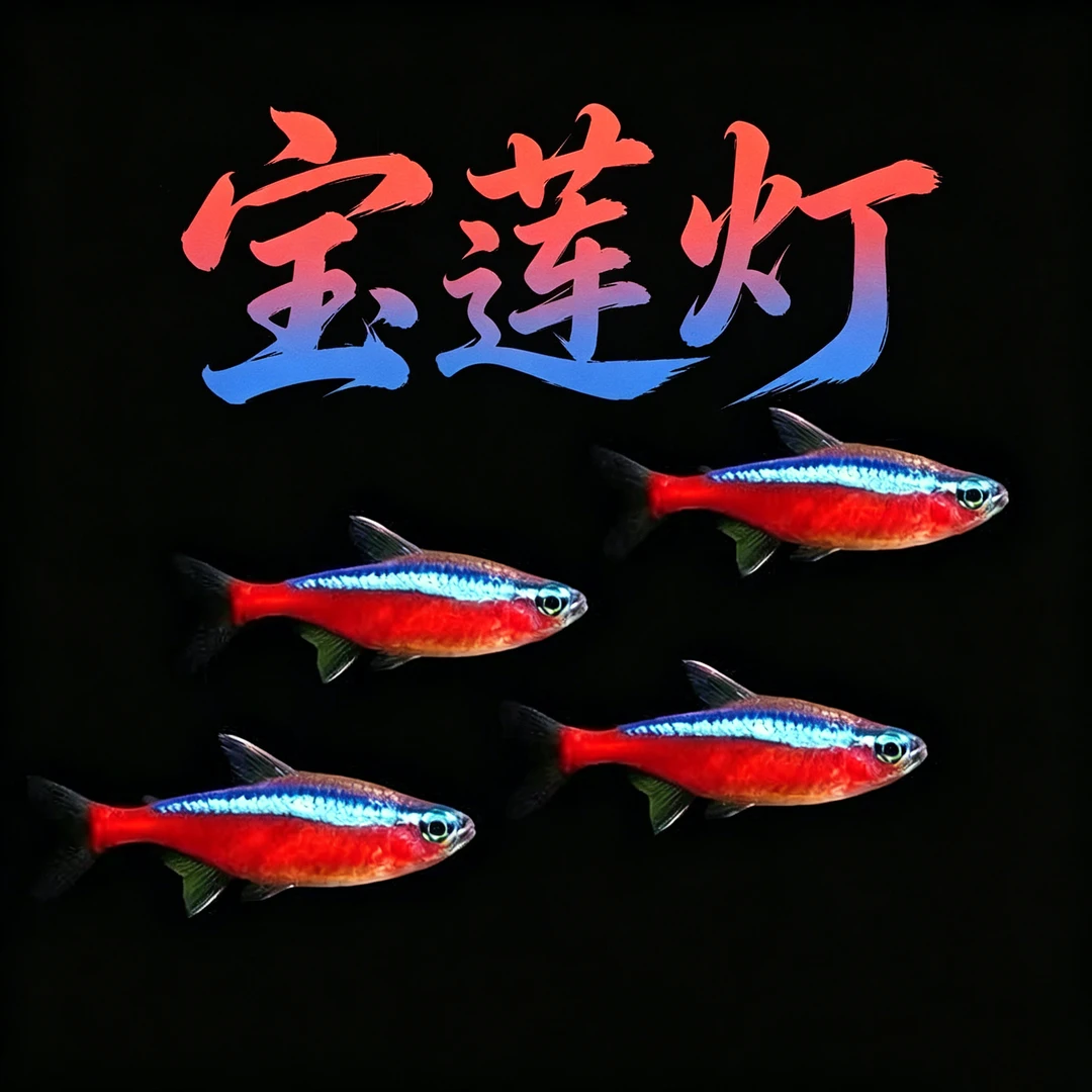 宝莲灯淡水小鱼鱼热带观赏鱼小型灯科淡水群游活体鱼苗观赏鱼饲料