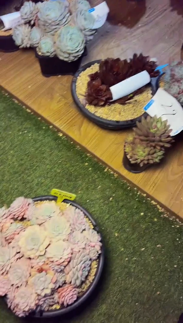 齐*35号一物一拍脱土包邮
