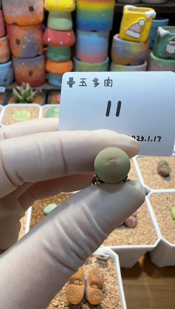 【闪购商品】25..1.17-11霉霉