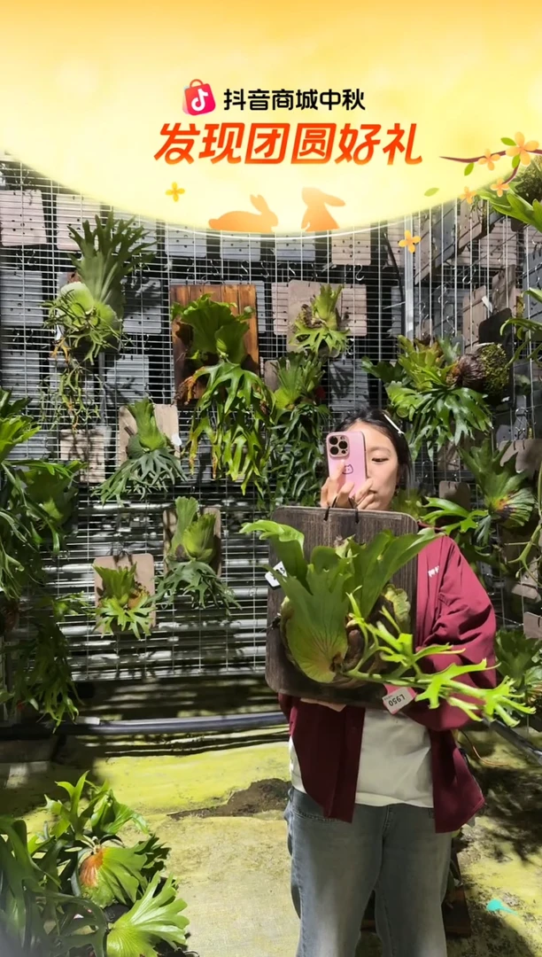 不开花植物L950-超细叶皇冠