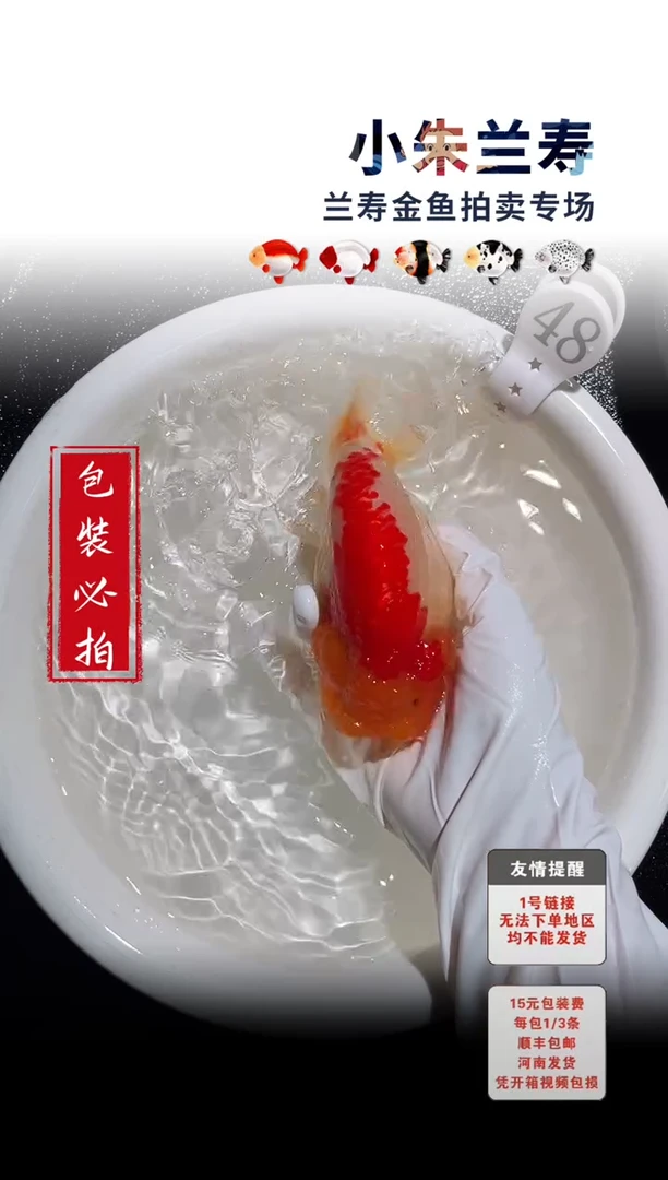 金鱼包装必拍未拍顺丰到付48号