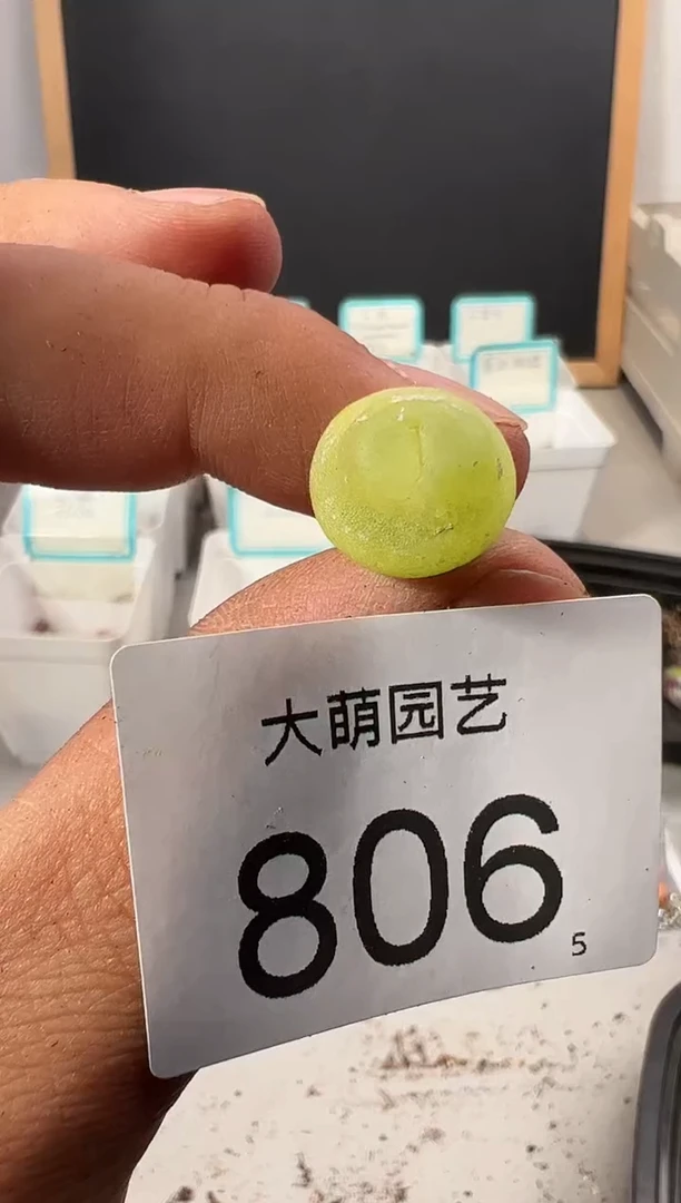 【闪购商品】++++806