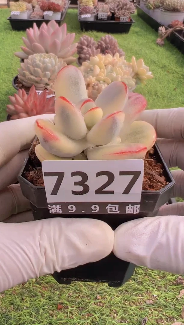 【闪购商品】信福多肉一物一拍