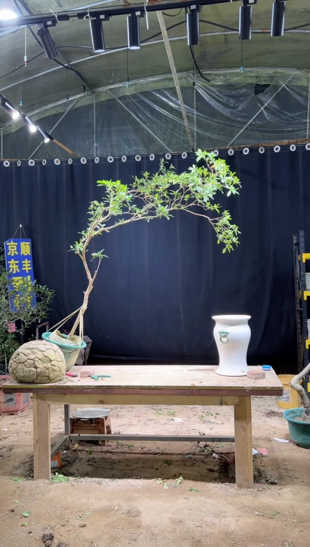 当前无花朵，栽培后可花朵  海岛栀子花