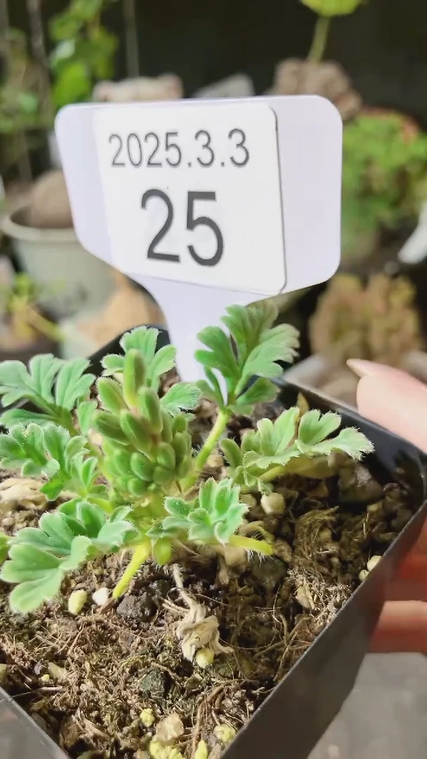 【闪购商品】红花洋葵3..3.25