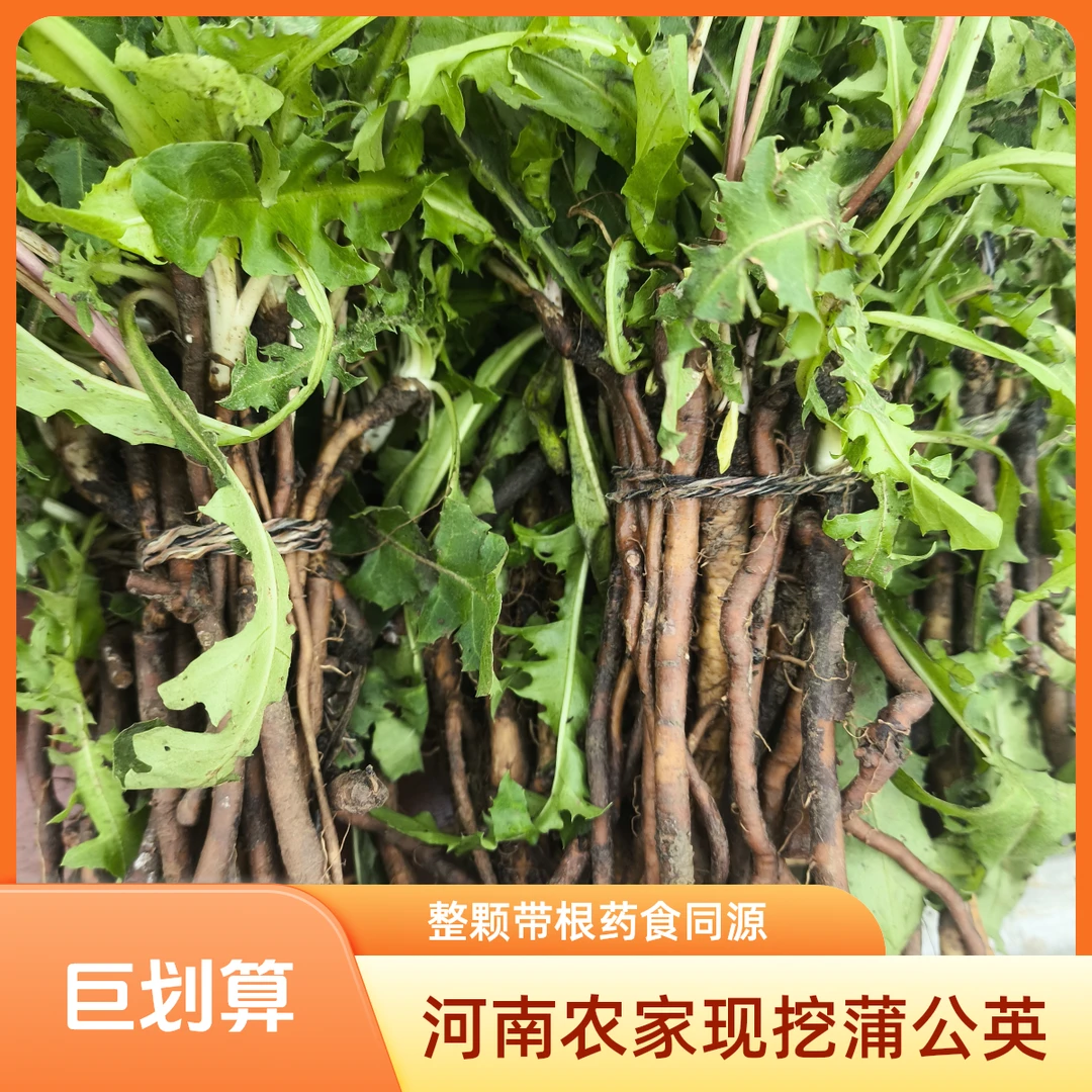 自冉香河南当季黑根蒲公英农家现挖应季山野菜药食同源带根婆婆丁