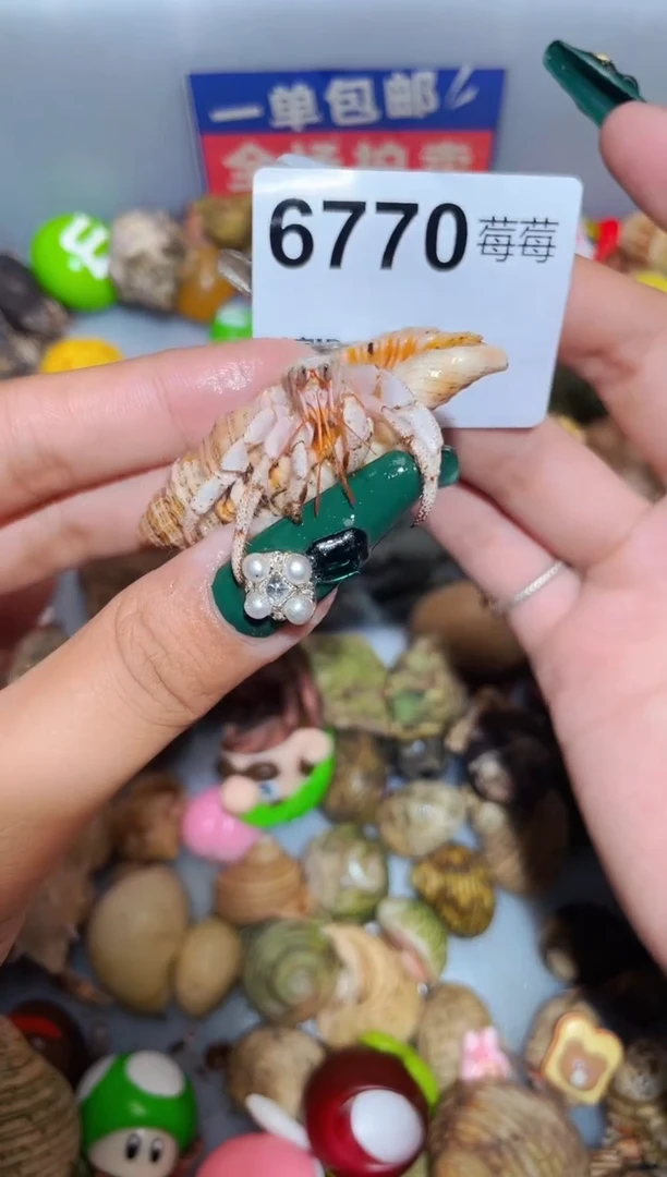 陌派甄选寄居蟹6770，马岛竹节1.3口