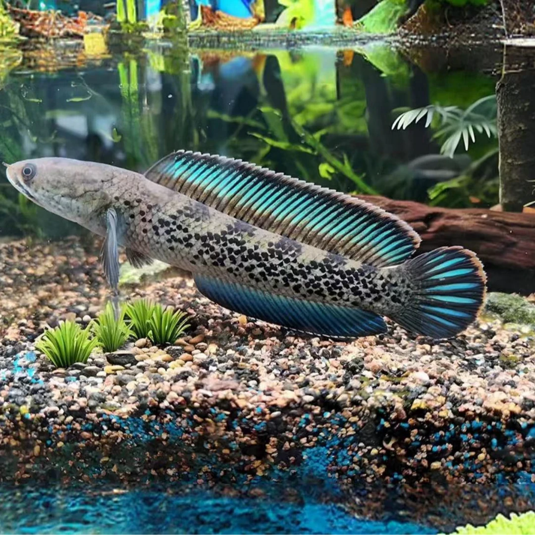 蓝宝石鬼王雷龙（粉丝团下单送镜子卡片）