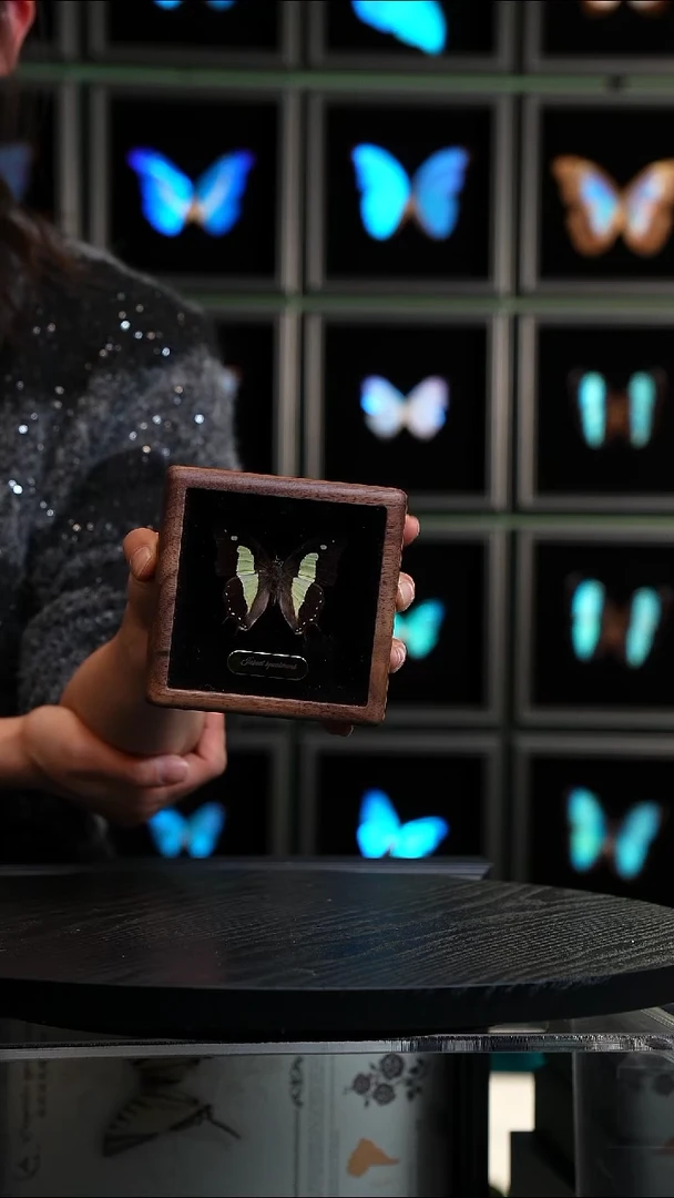 二尾蛱蝶胡桃木款