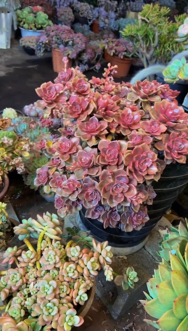 【闪购商品】彩虹糖一物一拍带盆（物流自理）