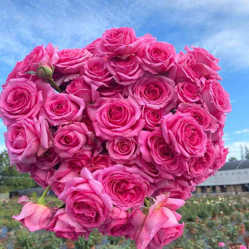 伯纳黛特·拉芳特  大花浓香多季节重复开花月季盆栽扦插苗一加仑