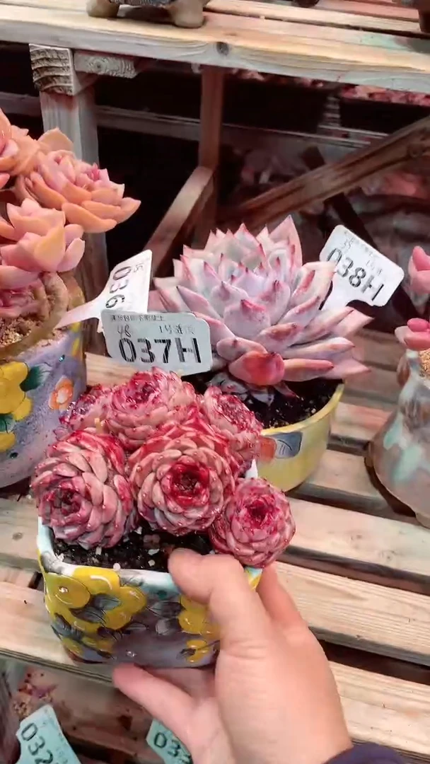 【闪购商品】037HHH