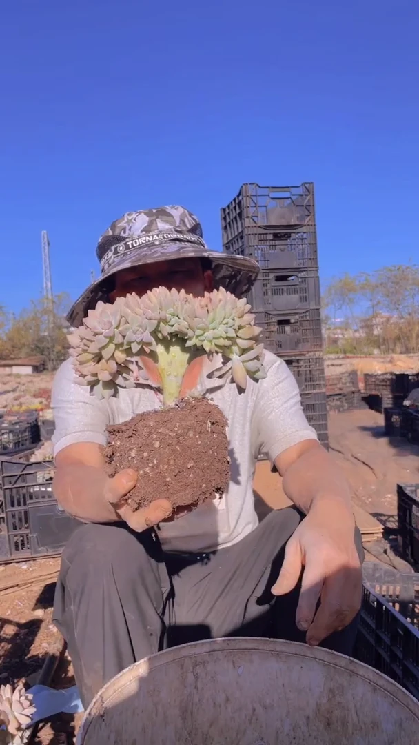 287淡雪缀化一物一拍