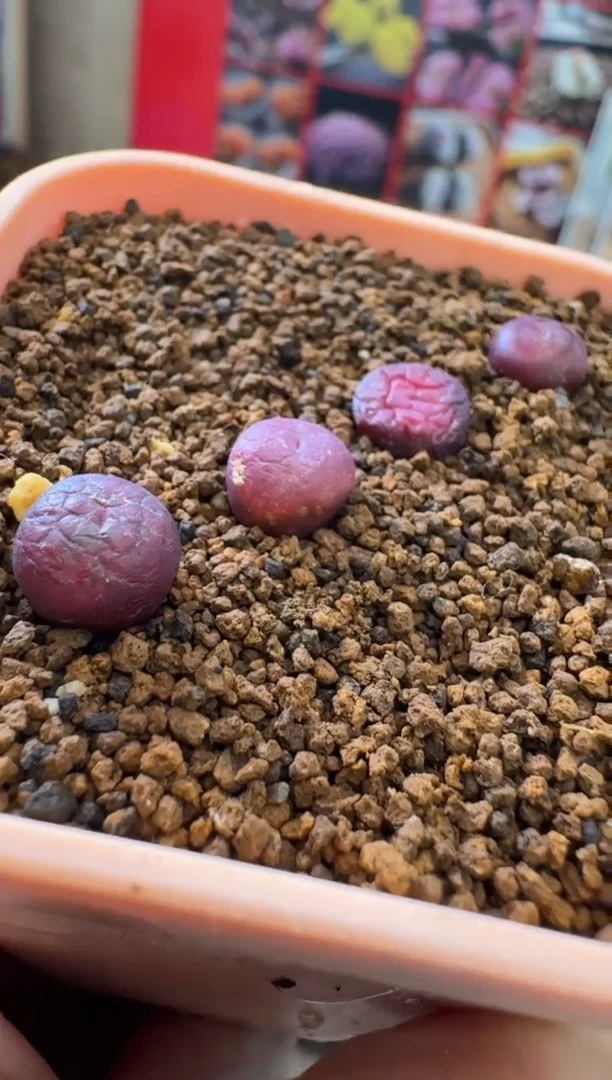 【闪购商品】3-41暮山紫一颗