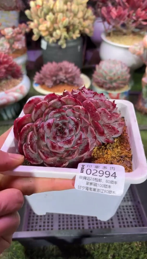 【闪购商品】02994