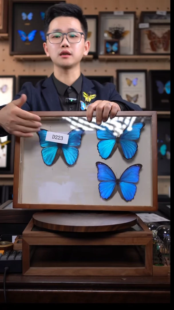 不****e大蓝闪蝶雌雄低反射玻璃香樟木d223