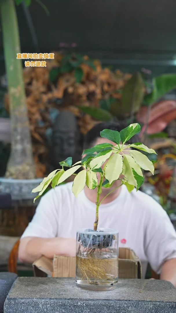 当前无花栽培后可以开花花叶鸭脚木118T