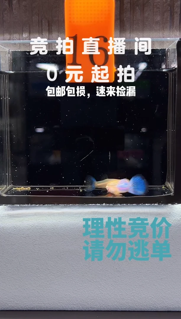 孔雀鱼天使彩虹一对编号16
